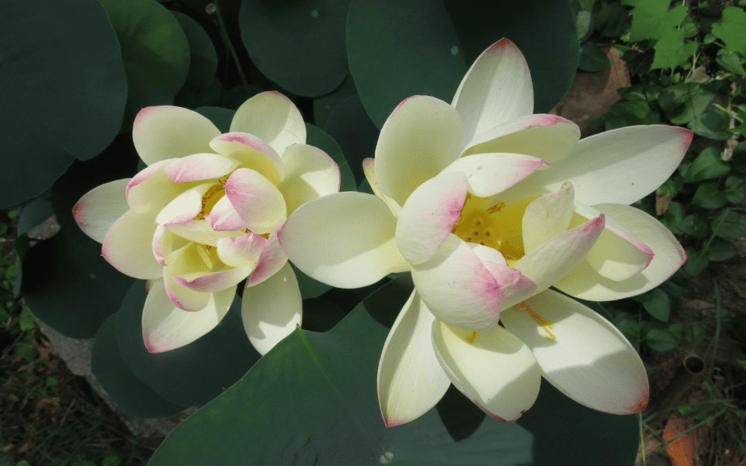 What if your healing isn’t just in your mind?