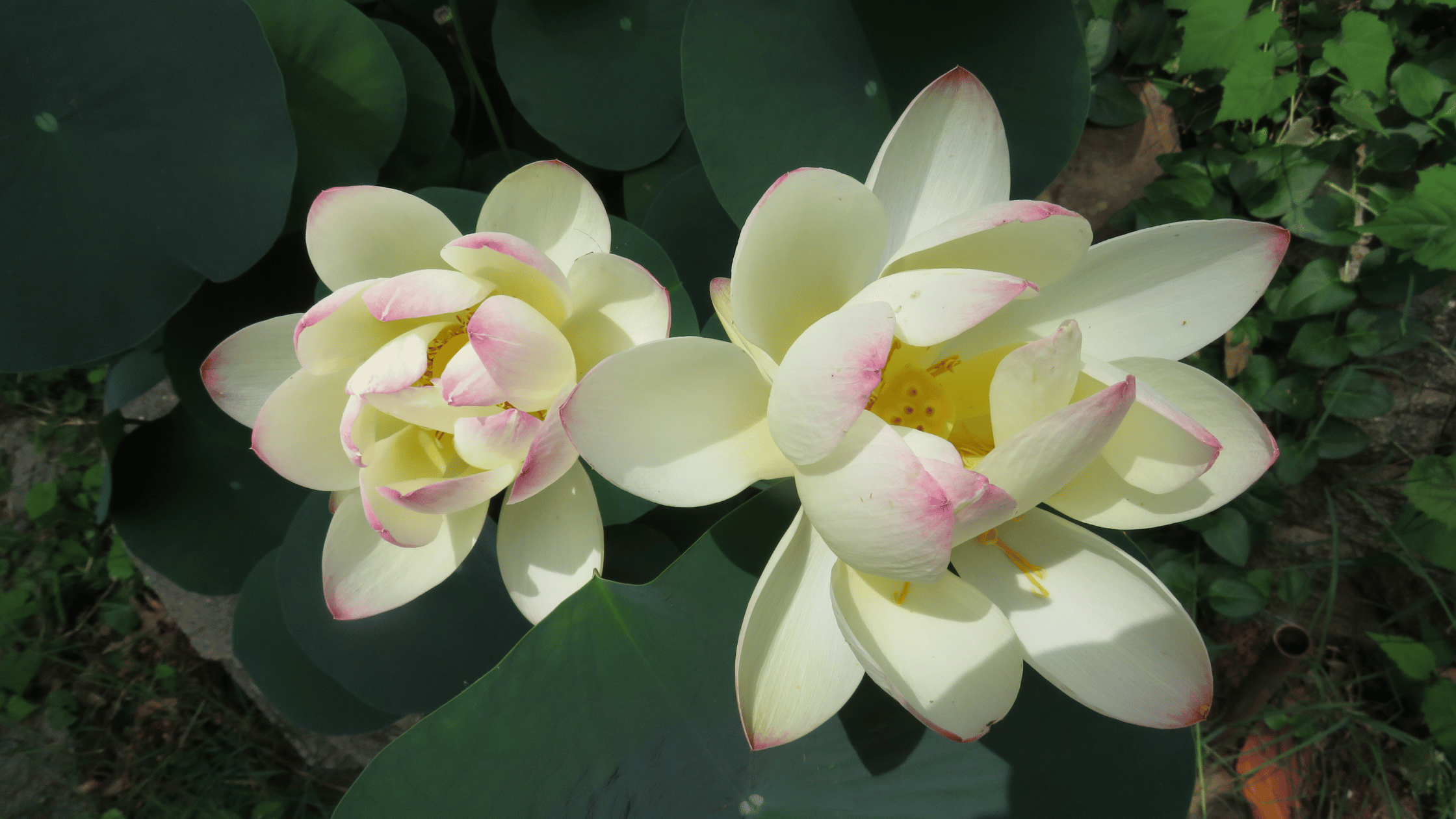 What if your healing isn’t just in your mind?