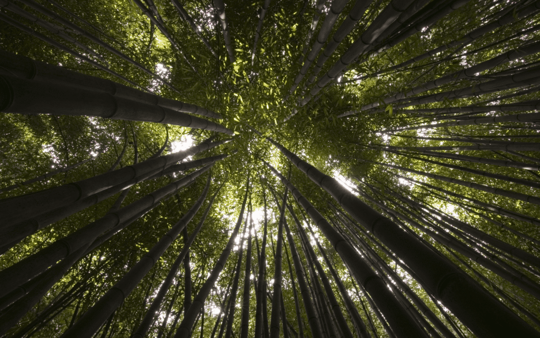 How Returning to the Land Heals Your Body, Mind, and Spirit