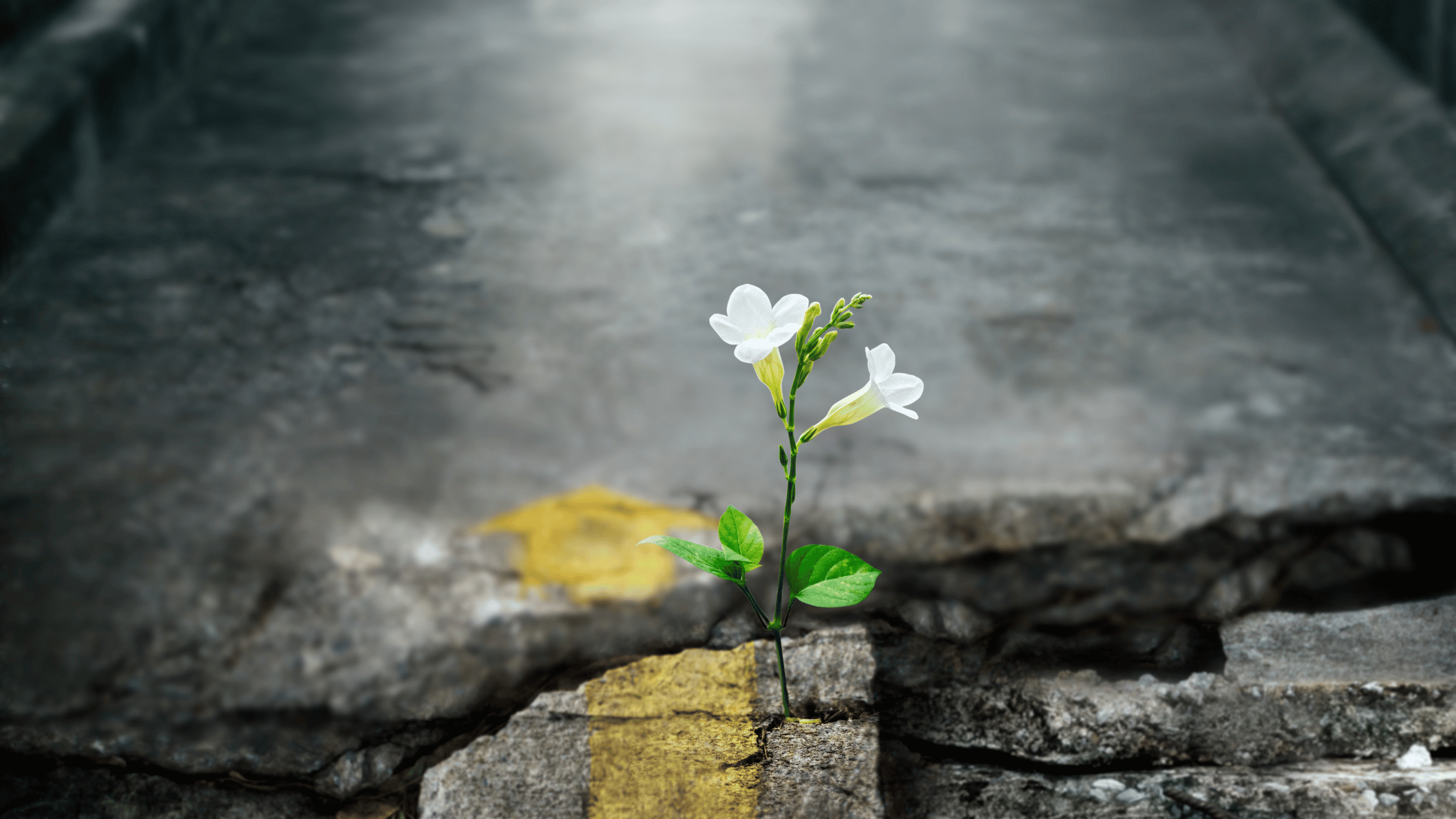 Reclaiming Your Creative Flow