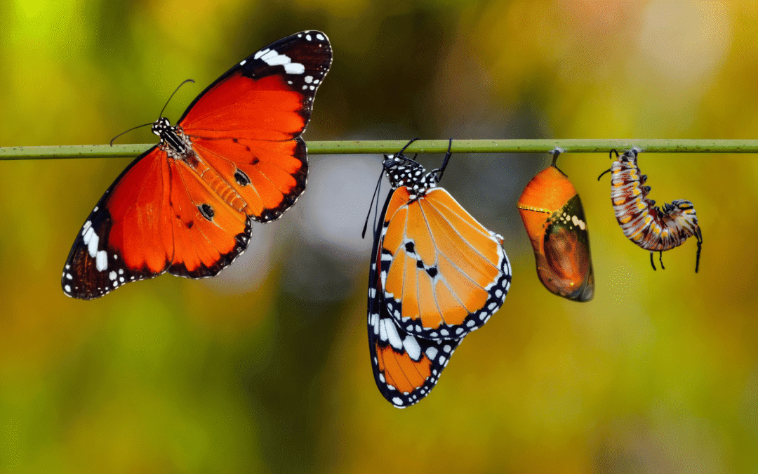 Transformation often requires letting go of the very “you” who began the journey.