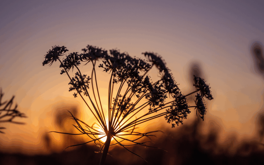 Energetic Health as a Spiritual and Embodied Practice