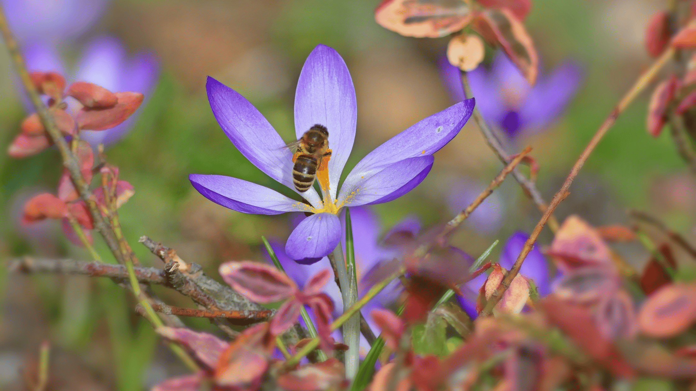 Past Life Healing for Transformation in This Lifetime
