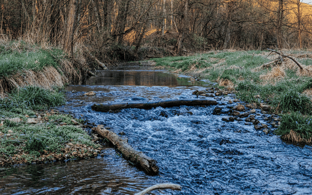 Stop Swimming Upstream: Finding Your Flow Instead of Forcing Your Life