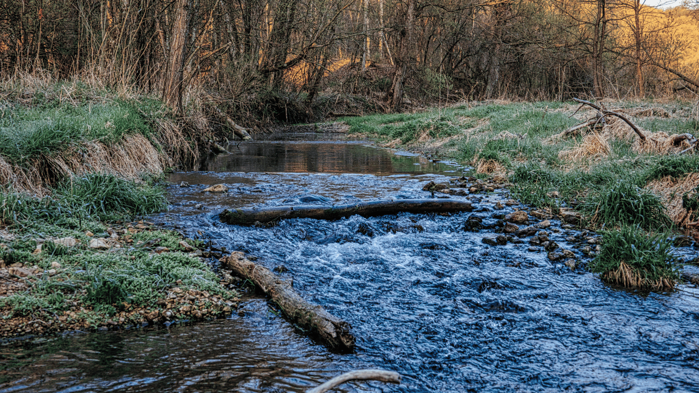 Stop Swimming Upstream: Finding Your Flow Instead of Forcing Your Life